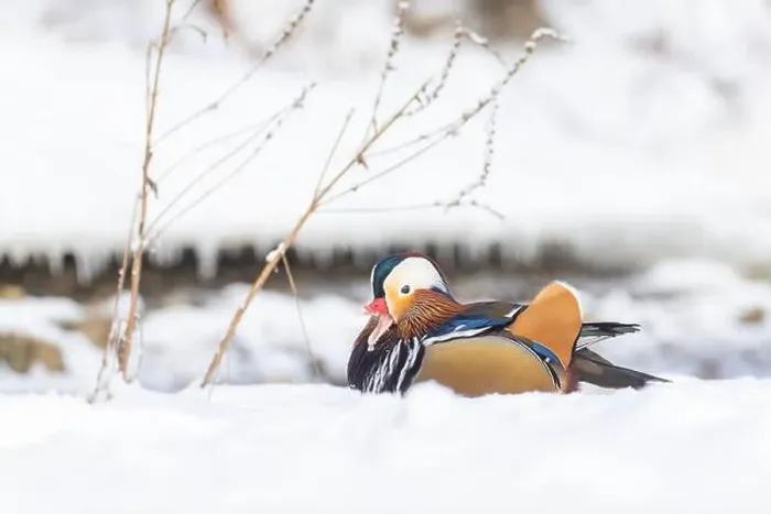 Framed Print : Male Mandarin duck (Aix galericulata) in winter Framed Print : Male Mandarin duck (Aix galericulata) in winter