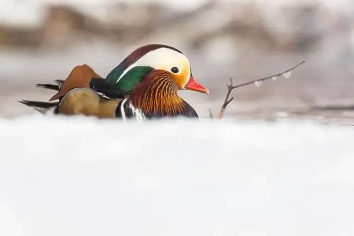Framed Print : Male Mandarin duck (Aix galericulata) in winter Framed Print : Male Mandarin duck (Aix galericulata) in winter