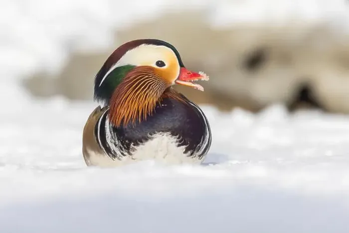 Framed Print : Male Mandarin duck (Aix galericulata) in winter Framed Print : Male Mandarin duck (Aix galericulata) in winter