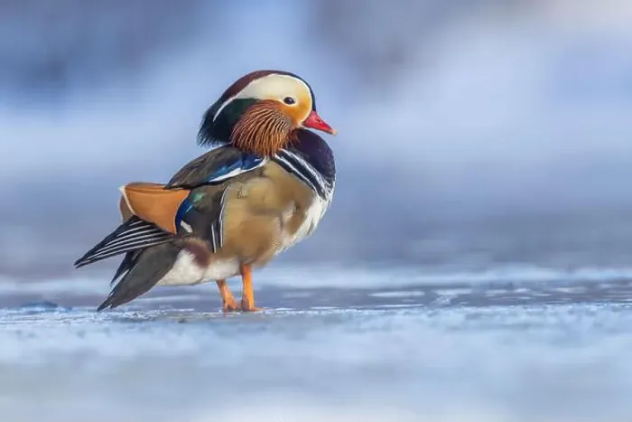Framed Print : Male Mandarin duck (Aix galericulata) in winter Framed Print : Male Mandarin duck (Aix galericulata) in winter