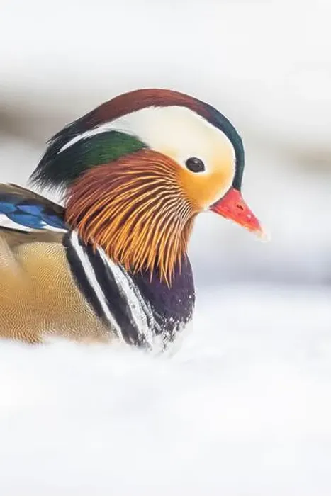 Framed Print : Male Mandarin duck (Aix galericulata) in winter Framed Print : Male Mandarin duck (Aix galericulata) in winter