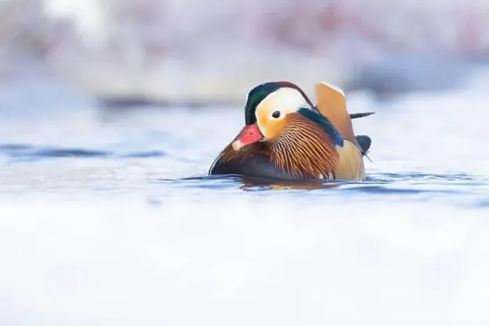 Framed Print : Male Mandarin duck (Aix galericulata) in winter Framed Print : Male Mandarin duck (Aix galericulata) in winter
