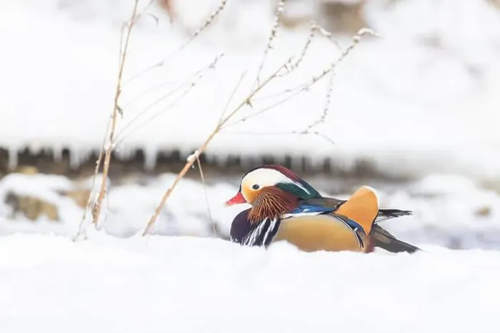 Framed Print : Male Mandarin duck (Aix galericulata) in winter Framed Print : Male Mandarin duck (Aix galericulata) in winter
