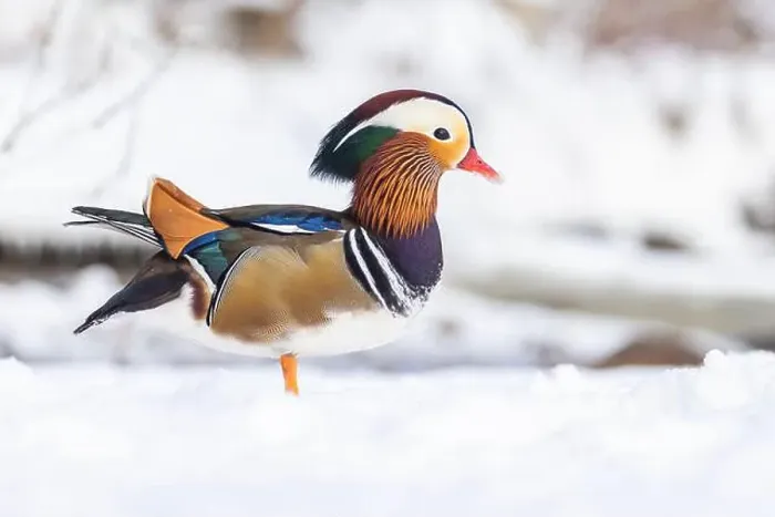Framed Print : Male Mandarin duck (Aix galericulata) in winter Framed Print : Male Mandarin duck (Aix galericulata) in winter