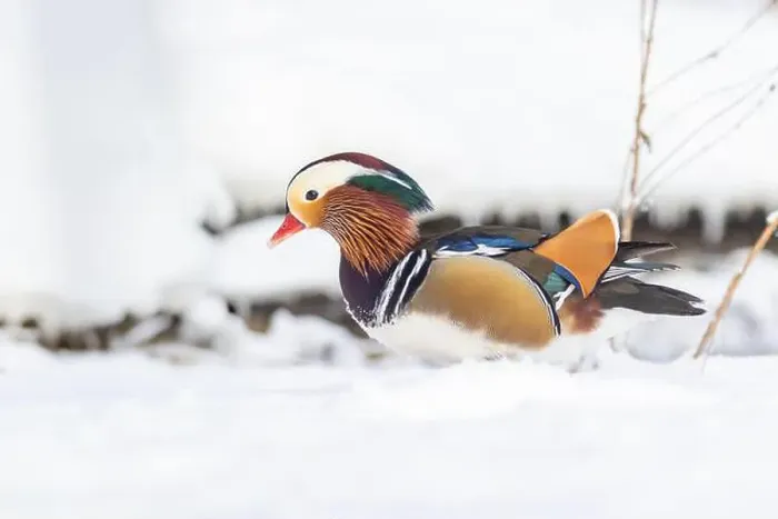 Framed Print : Male Mandarin duck (Aix galericulata) in winter Framed Print : Male Mandarin duck (Aix galericulata) in winter