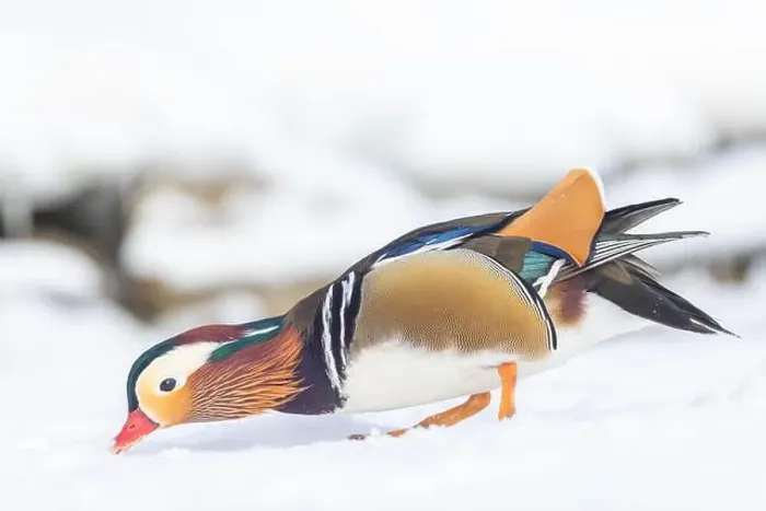 Framed Print : Male Mandarin duck (Aix galericulata) in winter Framed Print : Male Mandarin duck (Aix galericulata) in winter