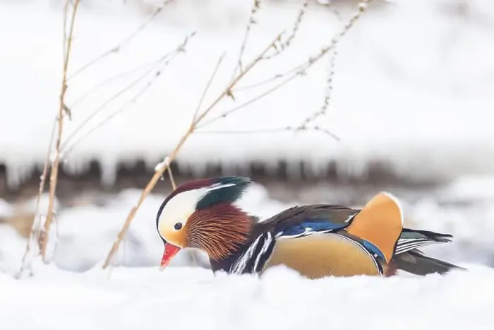Framed Print : Male Mandarin duck (Aix galericulata) in winter Framed Print : Male Mandarin duck (Aix galericulata) in winter