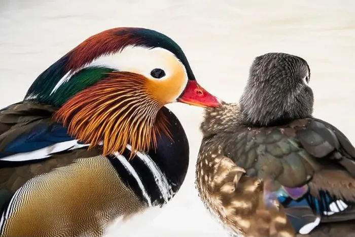 Framed Print : Male mandarin duck, escaped from a farm, mating with a wild female wood duck Framed Print : Male mandarin duck, escaped from a farm, mating with a wild female wood duck