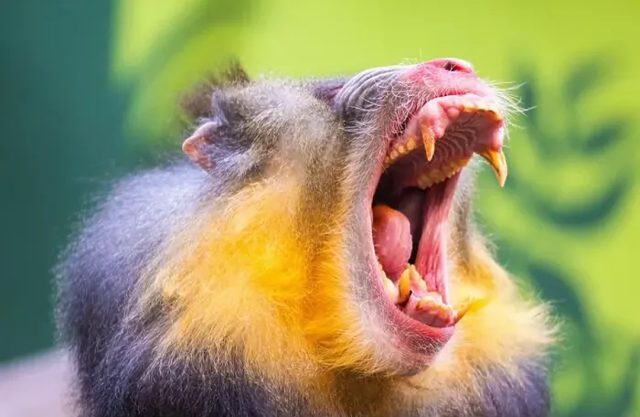 Framed Print : Male mandrill (Mandrillus sphinx) portrait Framed Print : Male mandrill (Mandrillus sphinx) portrait