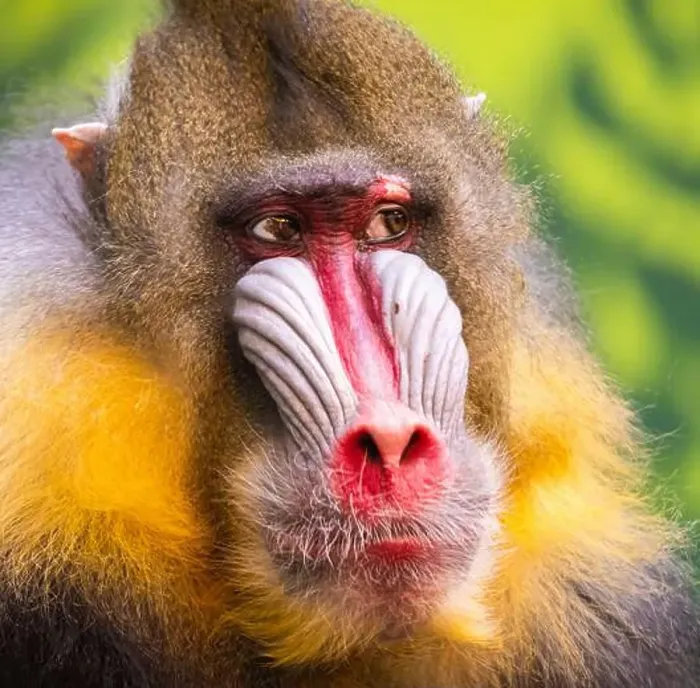 Framed Print : Male mandrill (Mandrillus sphinx) portrait Framed Print : Male mandrill (Mandrillus sphinx) portrait