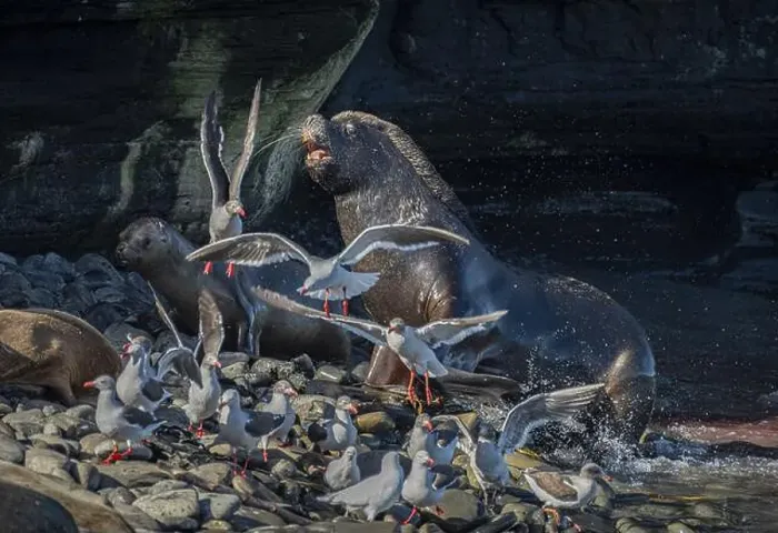 Framed Print : Male maned seal (Otaria flavescens) fetching a female back into his harem