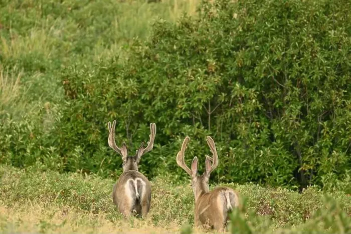 Framed Print : Two male mule deers walking to the nearby forest near the town of Fort Macleod, Alberta, Canada Framed Print : Two male mule deers walking to the nearby forest near the town of Fort Macleod, Alberta, Canada