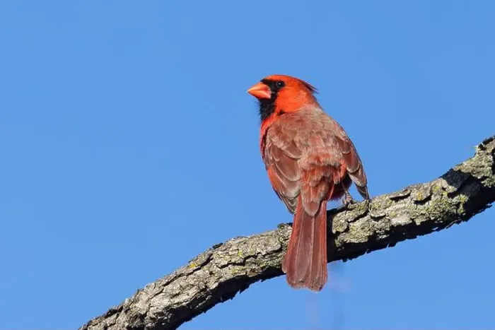 Framed Print : male northern cardinal Framed Print : male northern cardinal