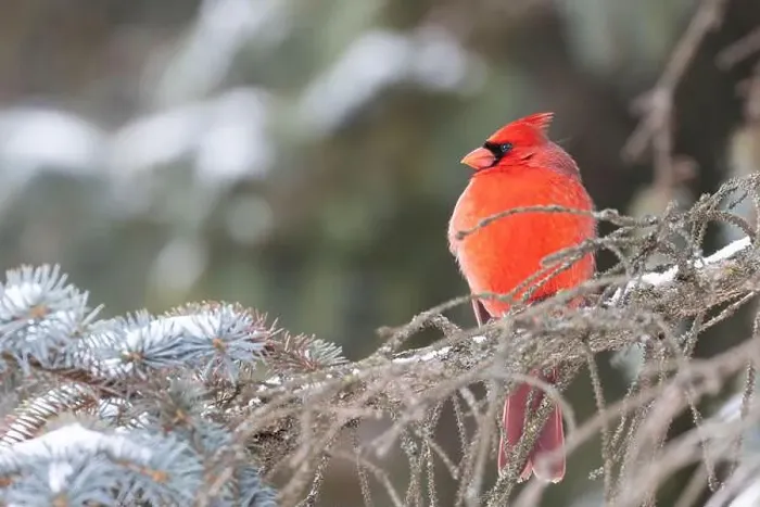 Framed Print : Male northern cardinal (Cardinalis cardinalis) in winter Framed Print : Male northern cardinal (Cardinalis cardinalis) in winter