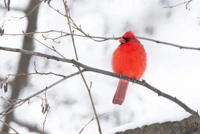 Framed Print : Male northern cardinal (Cardinalis cardinalis) in winter