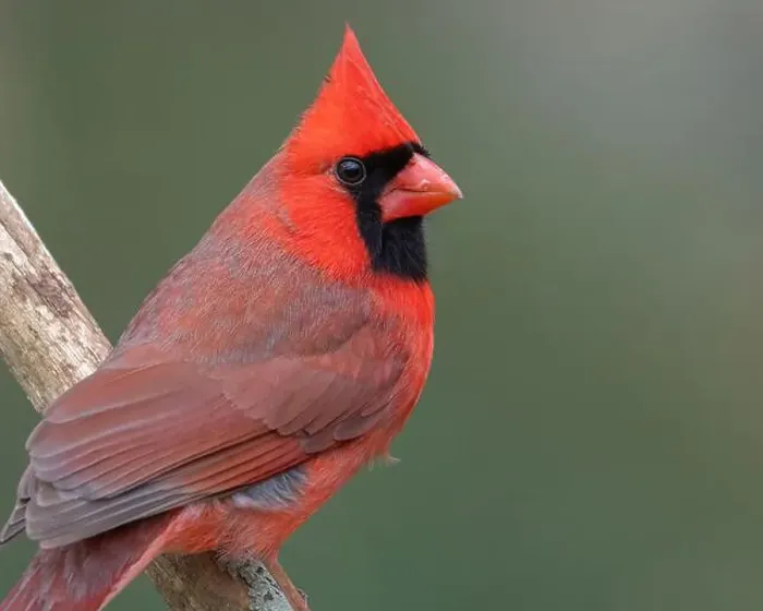 Framed Print : A male northern cardinal closeup Framed Print : A male northern cardinal closeup