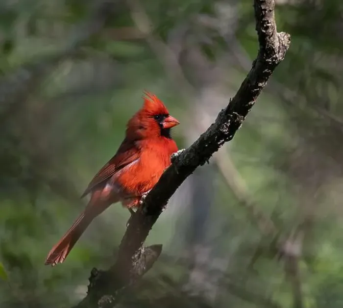 Framed Print : Male Northern Cardinal in dark forest in Ontario Canada Framed Print : Male Northern Cardinal in dark forest in Ontario Canada