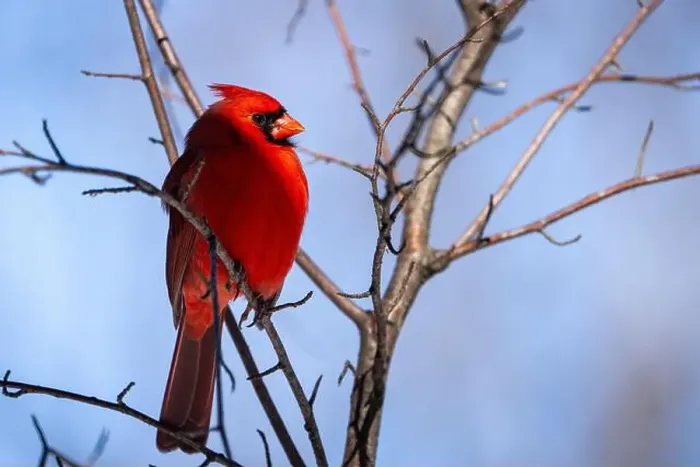 Framed Print : Male Northern Cardinal perched high in a tree