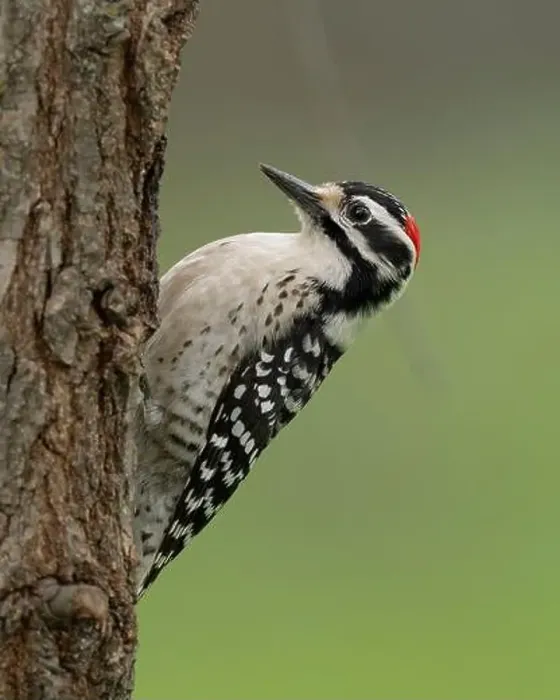 Framed Print : male Nuttall's Woodpecker (Dryobates nuttallii) Sacramento County California USA