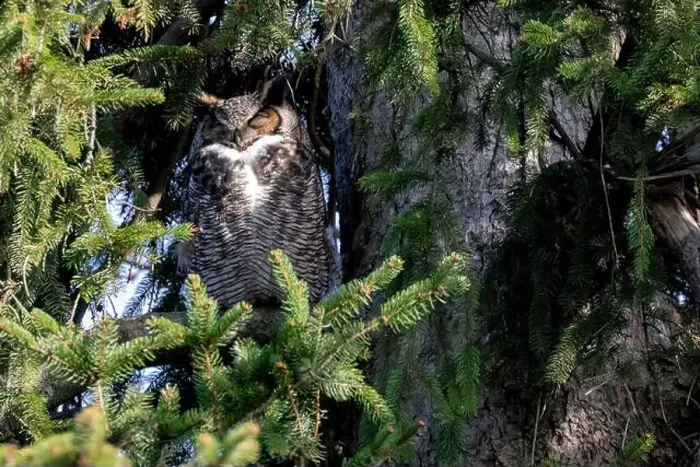 Framed Print : A male owl standing guard over a nest in Southwestern Ontario, Canada Framed Print : A male owl standing guard over a nest in Southwestern Ontario, Canada