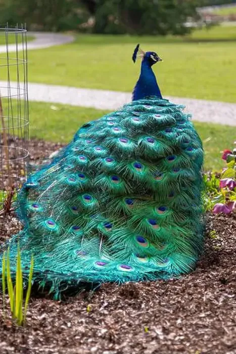 Framed Print : A male peacock and its bright plumage during the spring in Victoria, British Columbia, Canada Framed Print : A male peacock and its bright plumage during the spring in Victoria, British Columbia, Canada
