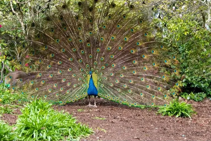 Framed Print : A male peacock and its bright plumage during the spring in Victoria, British Columbia, Canada Framed Print : A male peacock and its bright plumage during the spring in Victoria, British Columbia, Canada