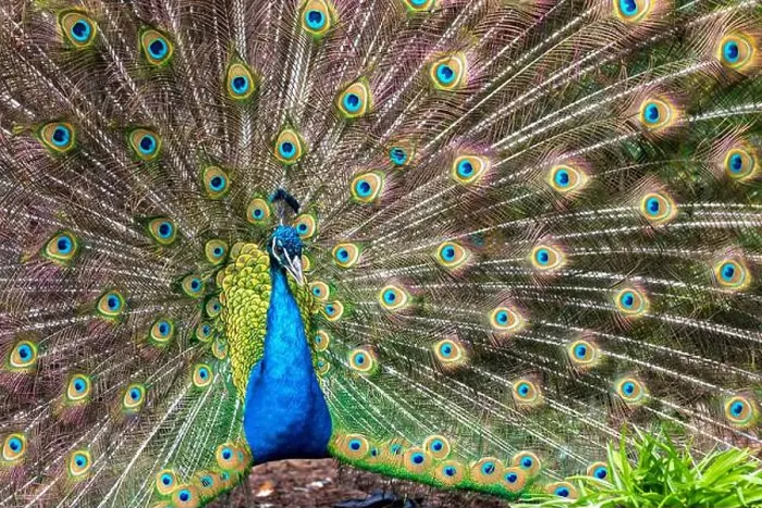 Framed Print : A male peacock and its bright plumage during the spring in Victoria, British Columbia, Canada Framed Print : A male peacock and its bright plumage during the spring in Victoria, British Columbia, Canada