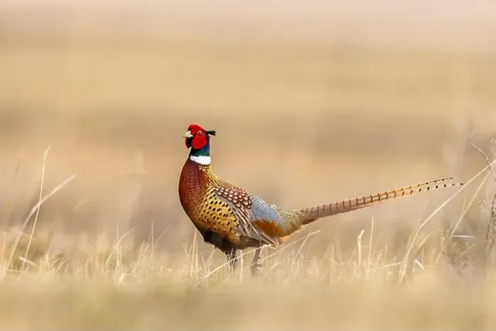 Framed Print : Male pheasant at Bowdoin National Wildlife Refuge near Malta, Montana, USA. (Editorial Use Only) Framed Print : Male pheasant at Bowdoin National Wildlife Refuge near Malta, Montana, USA. (Editorial Use Only)