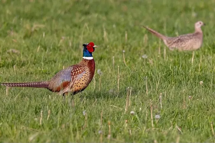 Framed Print : Male pheasant with female hen at Ninepipe National Wildlife Refuge near Ronan, Montana, USA. (Editorial Use Only) Framed Print : Male pheasant with female hen at Ninepipe National Wildlife Refuge near Ronan, Montana, USA. (Editorial Use Only)