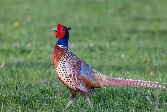 Framed Print : Male Pheasant at the Ninepipe National Wildlife Refuge near Ronan, Montana, USA Framed Print : Male Pheasant at the Ninepipe National Wildlife Refuge near Ronan, Montana, USA