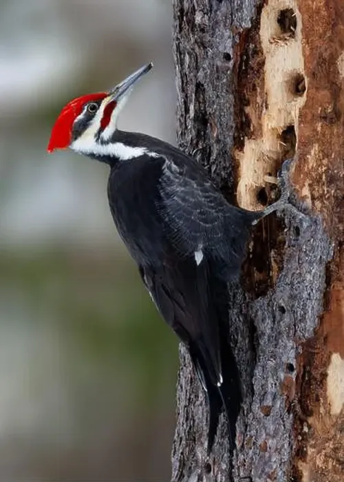Framed Print : Male Pileated Woodpecker (Dryocopus pileatus) looking for insects by drilling holes in a dead pine tree - Ontario Framed Print : Male Pileated Woodpecker (Dryocopus pileatus) looking for insects by drilling holes in a dead pine tree - Ontario