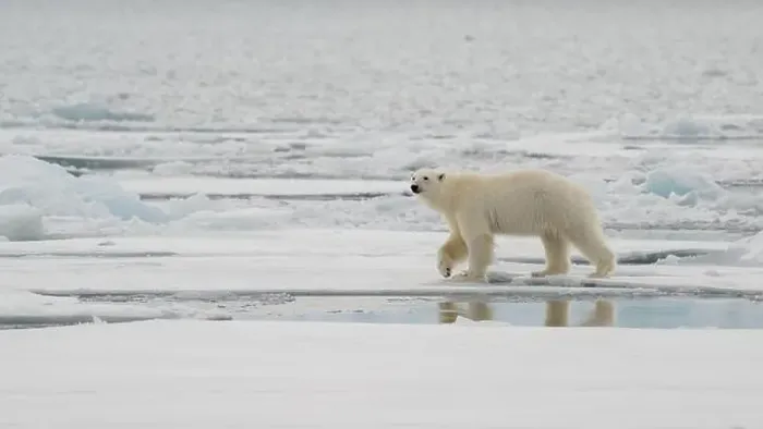 Framed Print : Male polar bear (Ursus maritimus) on ice Framed Print : Male polar bear (Ursus maritimus) on ice