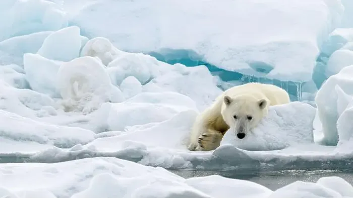 Framed Print : Male polar bear (Ursus maritimus) on ice Framed Print : Male polar bear (Ursus maritimus) on ice