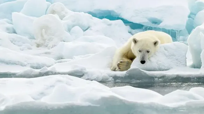Framed Print : Male polar bear (Ursus maritimus) on ice Framed Print : Male polar bear (Ursus maritimus) on ice