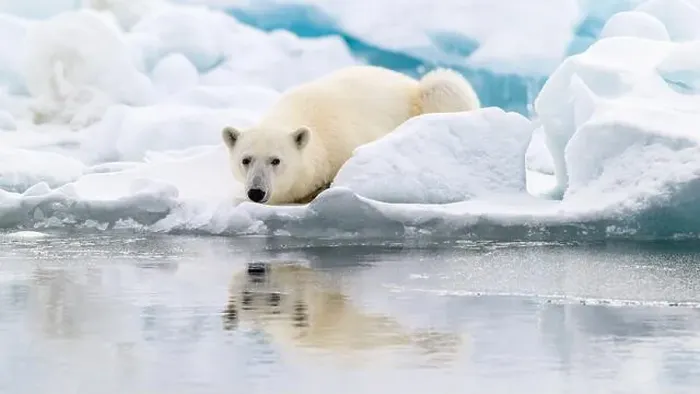 Framed Print : Male polar bear (Ursus maritimus) on ice Framed Print : Male polar bear (Ursus maritimus) on ice