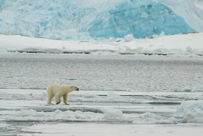 Framed Print : Male polar bear (Ursus maritimus) on ice Framed Print : Male polar bear (Ursus maritimus) on ice
