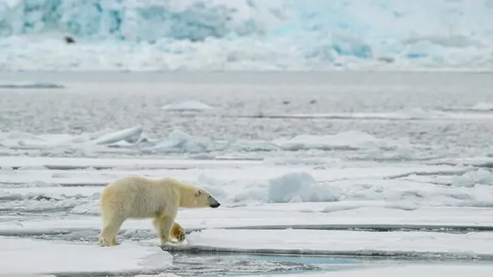 Framed Print : Male polar bear (Ursus maritimus) on ice