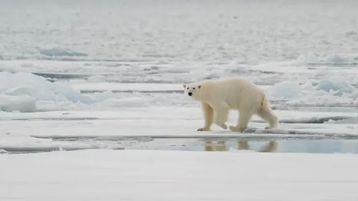 Framed Print : Male polar bear (Ursus maritimus) on ice Framed Print : Male polar bear (Ursus maritimus) on ice