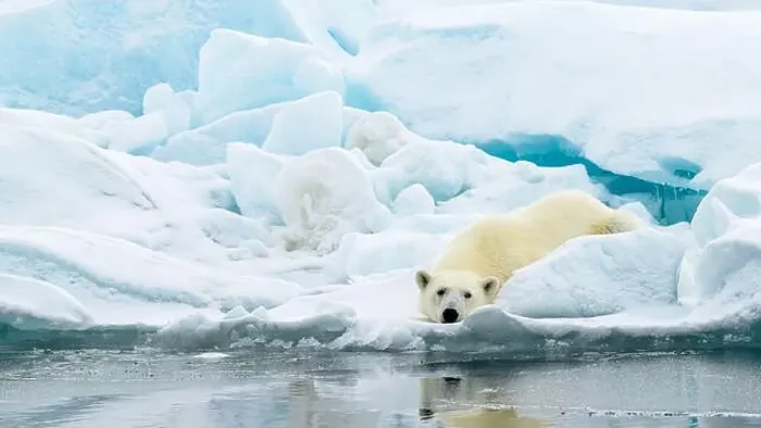 Framed Print : Male polar bear (Ursus maritimus) on ice Framed Print : Male polar bear (Ursus maritimus) on ice