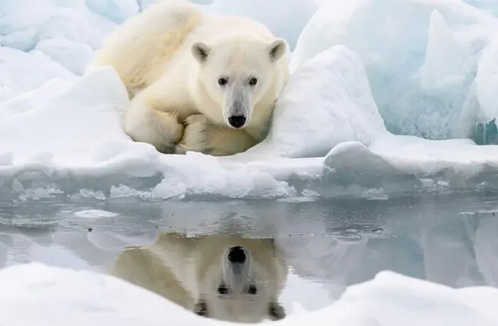 Framed Print : Male polar bear (Ursus maritimus) on ice Framed Print : Male polar bear (Ursus maritimus) on ice