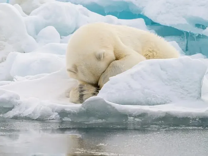 Framed Print : Male polar bear (Ursus maritimus) on ice Framed Print : Male polar bear (Ursus maritimus) on ice