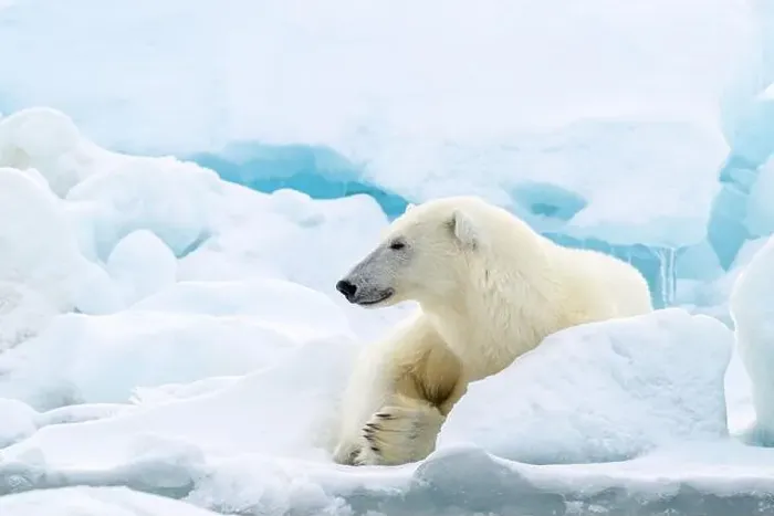 Framed Print : Male polar bear (Ursus maritimus) on ice Framed Print : Male polar bear (Ursus maritimus) on ice