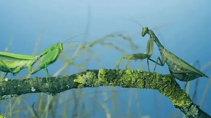 Framed Print : Male praying mantis approaches very large female Framed Print : Male praying mantis approaches very large female