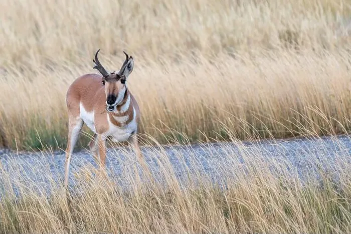 Framed Print : Male Pronghorn Antelope eating green weeds on a fall day Framed Print : Male Pronghorn Antelope eating green weeds on a fall day