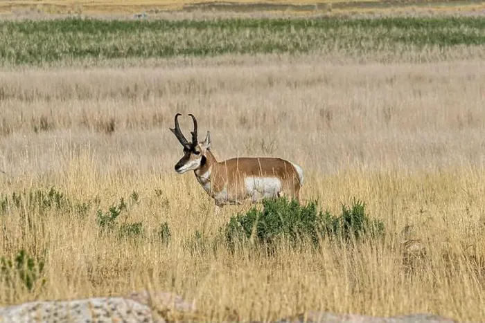 Framed Print : Male pronghorn in the wild in the Antelope Island within the Great Salt Lake in Utah Framed Print : Male pronghorn in the wild in the Antelope Island within the Great Salt Lake in Utah