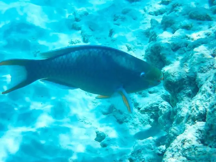Framed Print : Male Queen parrotfish (Scarus vetula) against white sand sea ground (Bonaire, Caribbean Netherlands) Framed Print : Male Queen parrotfish (Scarus vetula) against white sand sea ground (Bonaire, Caribbean Netherlands)