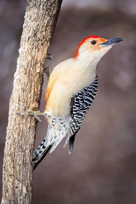 Framed Print : A male Red-bellied woodpecker on a branch in winter Framed Print : A male Red-bellied woodpecker on a branch in winter