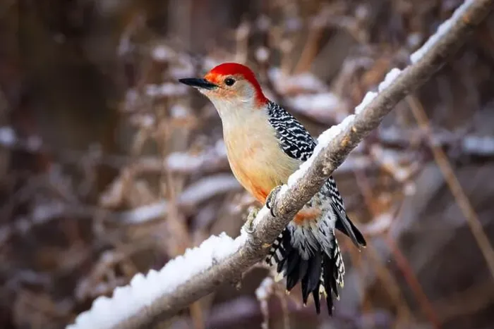 Framed Print : A male Red-bellied woodpecker on a branch in winter Framed Print : A male Red-bellied woodpecker on a branch in winter