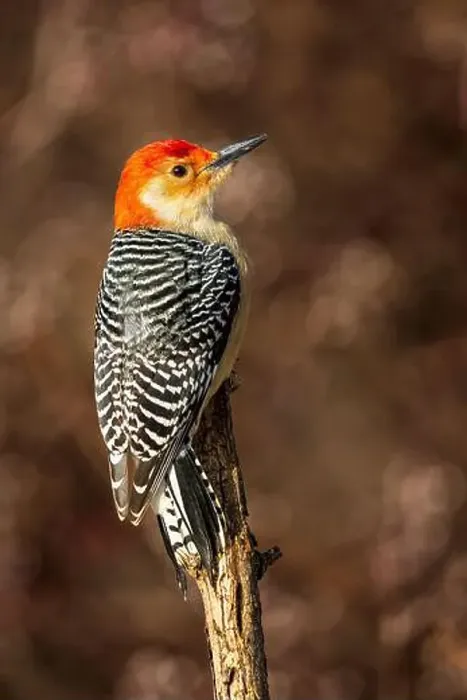 Framed Print : A male Red Bellied Woodpecker perched on a branch Framed Print : A male Red Bellied Woodpecker perched on a branch
