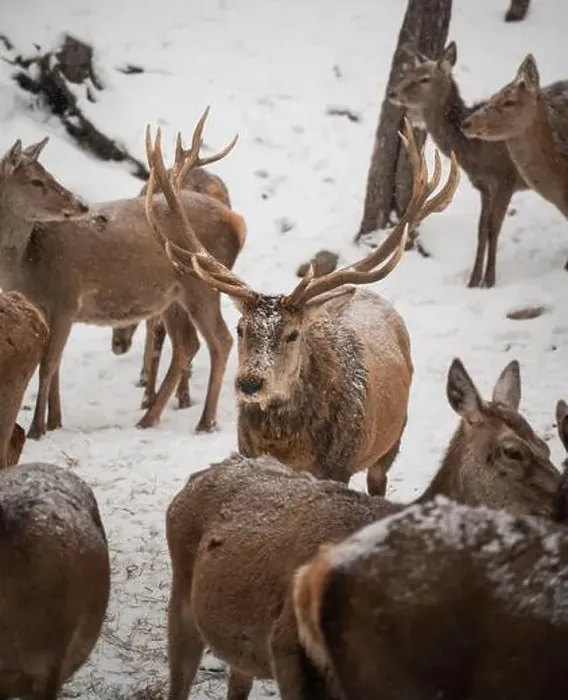 Framed Print : Male red deer with large antlers standing in middle of herd in winter Framed Print : Male red deer with large antlers standing in middle of herd in winter